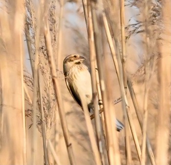 Common Reed Bunting Sambanze Tideland Sun, 2/21/2021