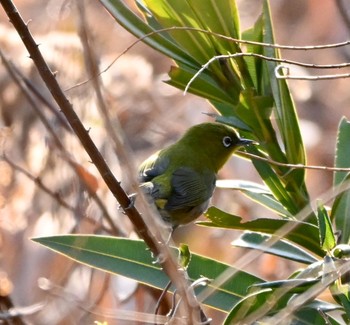 Warbling White-eye Sambanze Tideland Sun, 2/21/2021