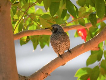 2021年2月22日(月) 三ツ池公園(横浜市鶴見区)の野鳥観察記録