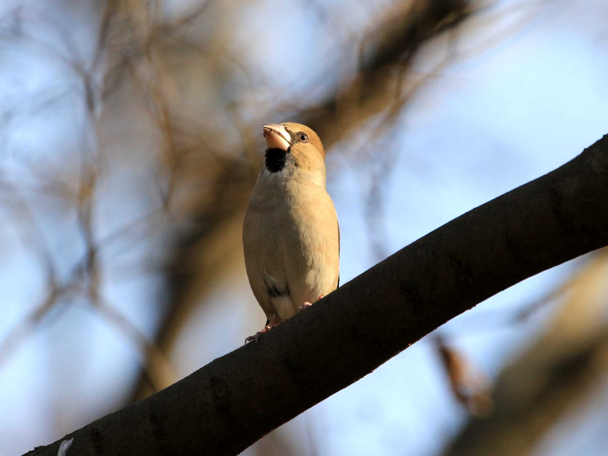 Photo of Hawfinch at 野川公園