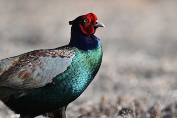 Green Pheasant 湯川沿い Mon, 2/22/2021