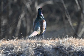 Green Pheasant 湯川沿い Mon, 2/22/2021