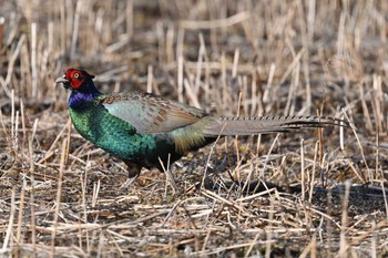 Green Pheasant 湯川沿い Mon, 2/22/2021