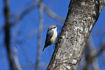 Eurasian Nuthatch 湯川沿い Mon, 2/22/2021