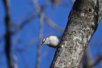 Eurasian Nuthatch 湯川沿い Mon, 2/22/2021