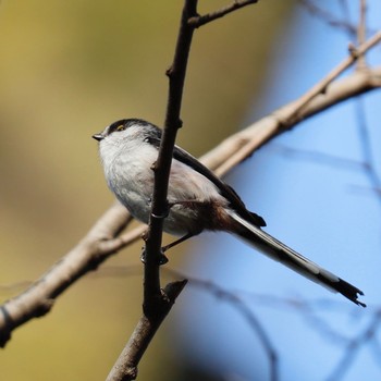 エナガ 秋ヶ瀬公園(野鳥の森) 2021年2月21日(日)