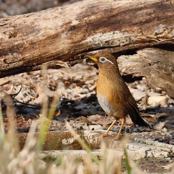 ガビチョウ 秋ヶ瀬公園(野鳥の森) 2021年2月21日(日)