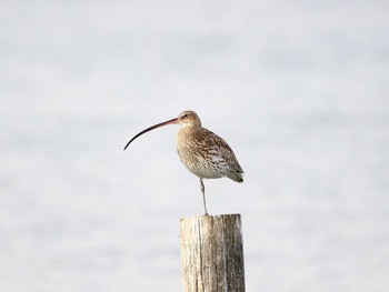 2016年12月13日(火) 葛西臨海公園の野鳥観察記録