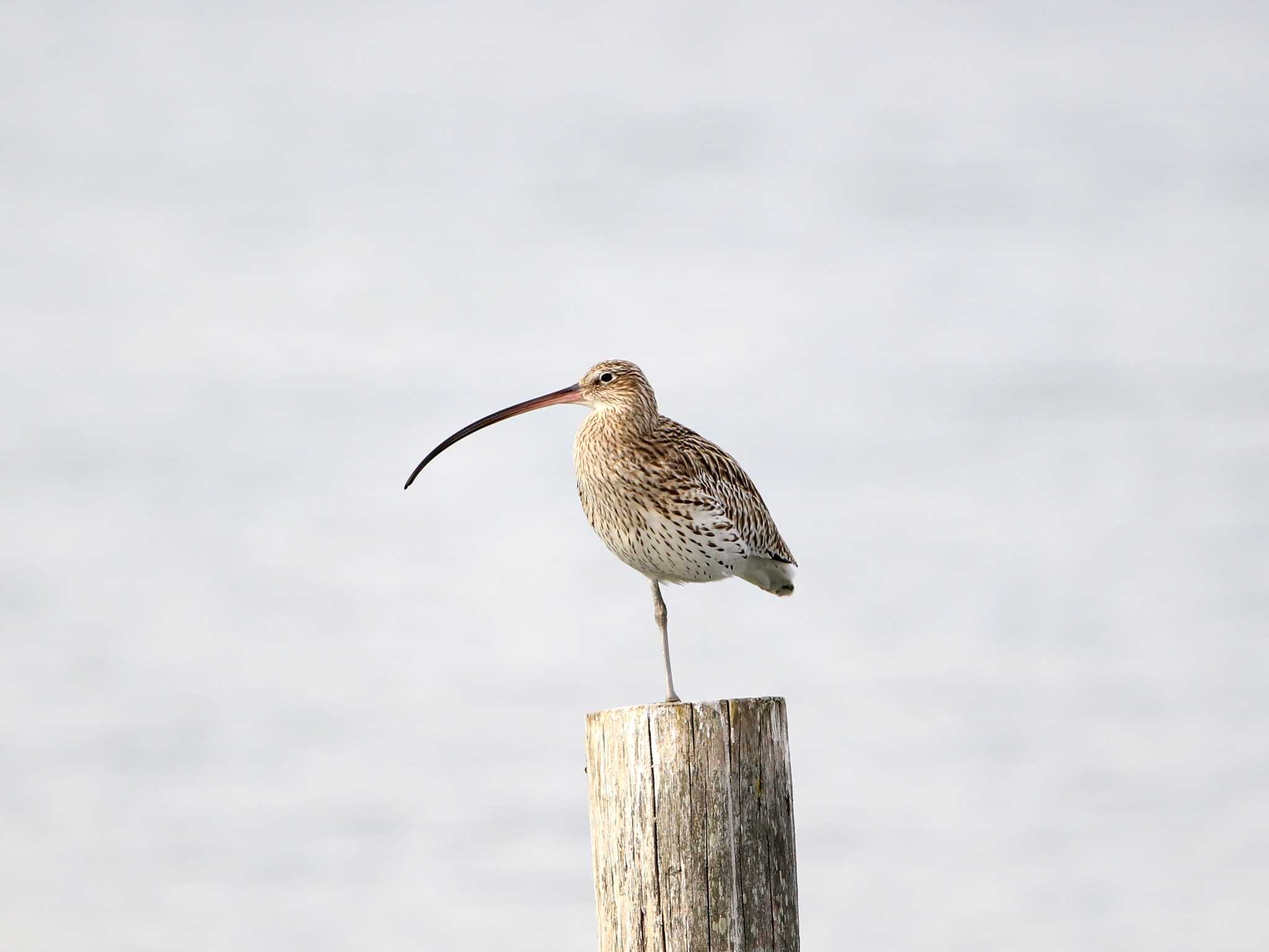 Photo of Eurasian Curlew at Kasai Rinkai Park