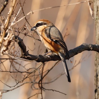 モズ 秋ヶ瀬公園(野鳥の森) 2021年2月21日(日)