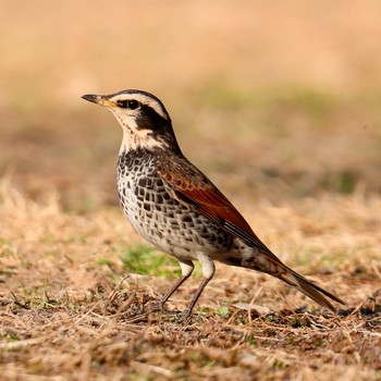 ツグミ 秋ヶ瀬公園(野鳥の森) 2021年2月21日(日)