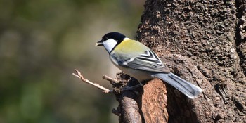 2021年2月21日(日) 石神井公園の野鳥観察記録