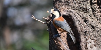 Varied Tit Shakujii Park Sun, 2/21/2021