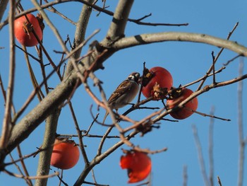 Eurasian Tree Sparrow 埼玉県所沢市 Tue, 12/8/2020