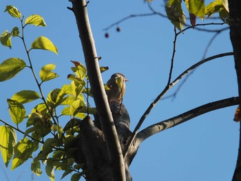 Grey-capped Greenfinch 埼玉県所沢市 Mon, 12/7/2020