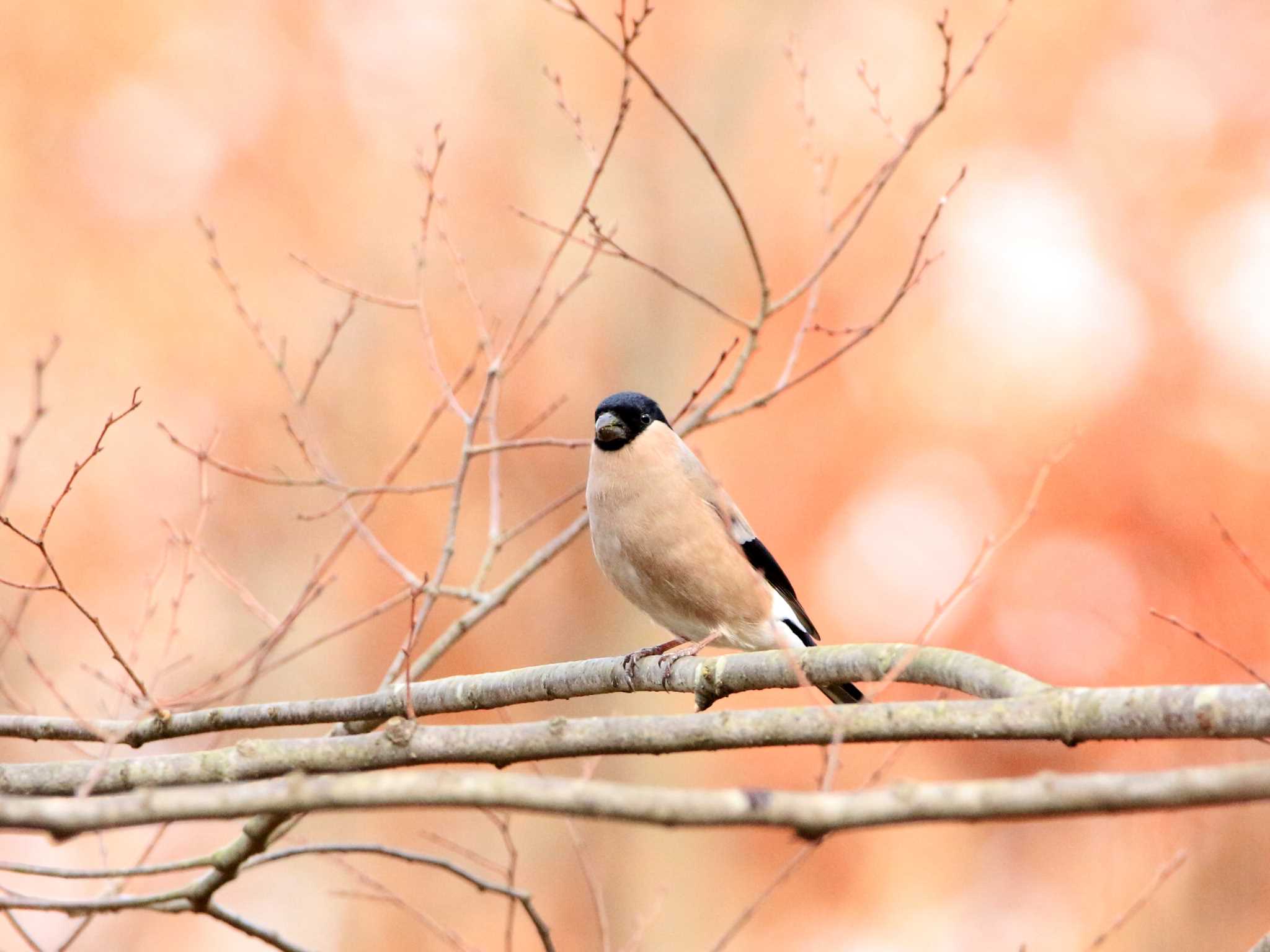 Photo of Eurasian Bullfinch at Kasai Rinkai Park