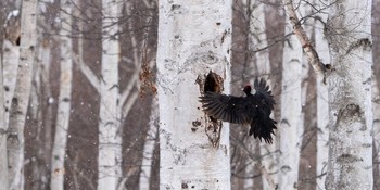 Black Woodpecker 北海道 Fri, 2/19/2021