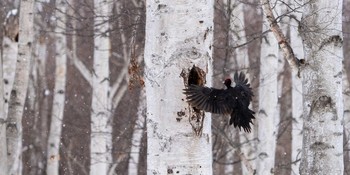 クマゲラ 北海道 2021年2月19日(金)