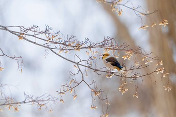 Hawfinch 北海道 Fri, 2/19/2021