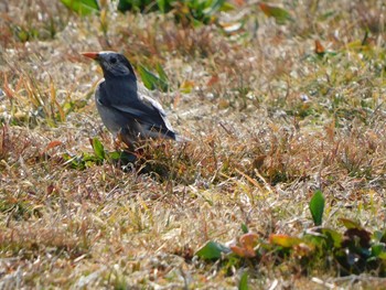 Sun, 2/21/2021 Birding report at 渡良瀬遊水池