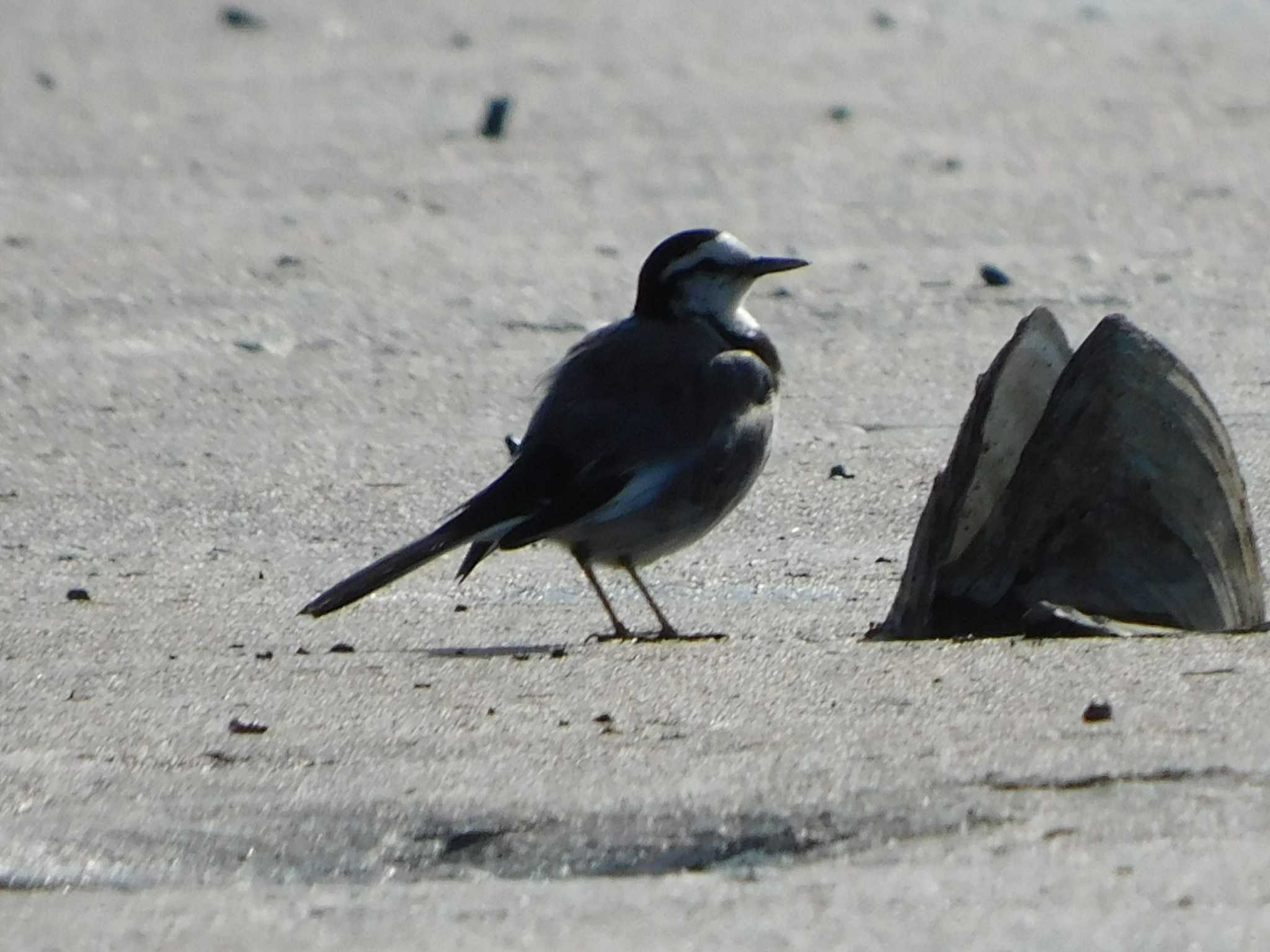 White Wagtail