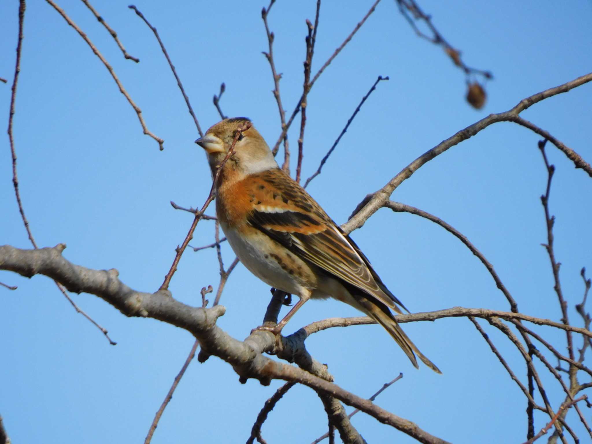 Brambling