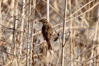 Rustic Bunting 羽村堰(上流) Sun, 2/21/2021