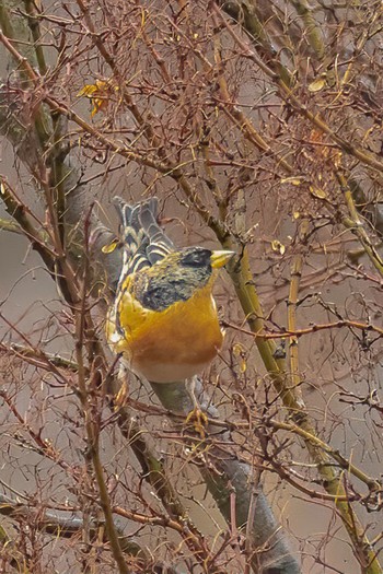 Brambling Mine Park Sun, 3/8/2020