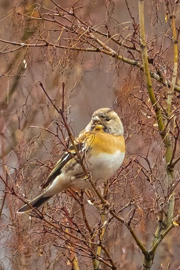 Brambling Mine Park Sun, 3/8/2020