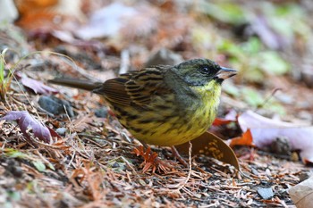 Masked Bunting 京都府立植物園 Sun, 12/27/2020