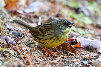 Masked Bunting 京都府立植物園 Sun, 12/27/2020