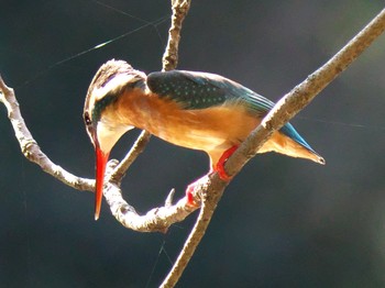 2021年2月21日(日) 明治神宮の野鳥観察記録