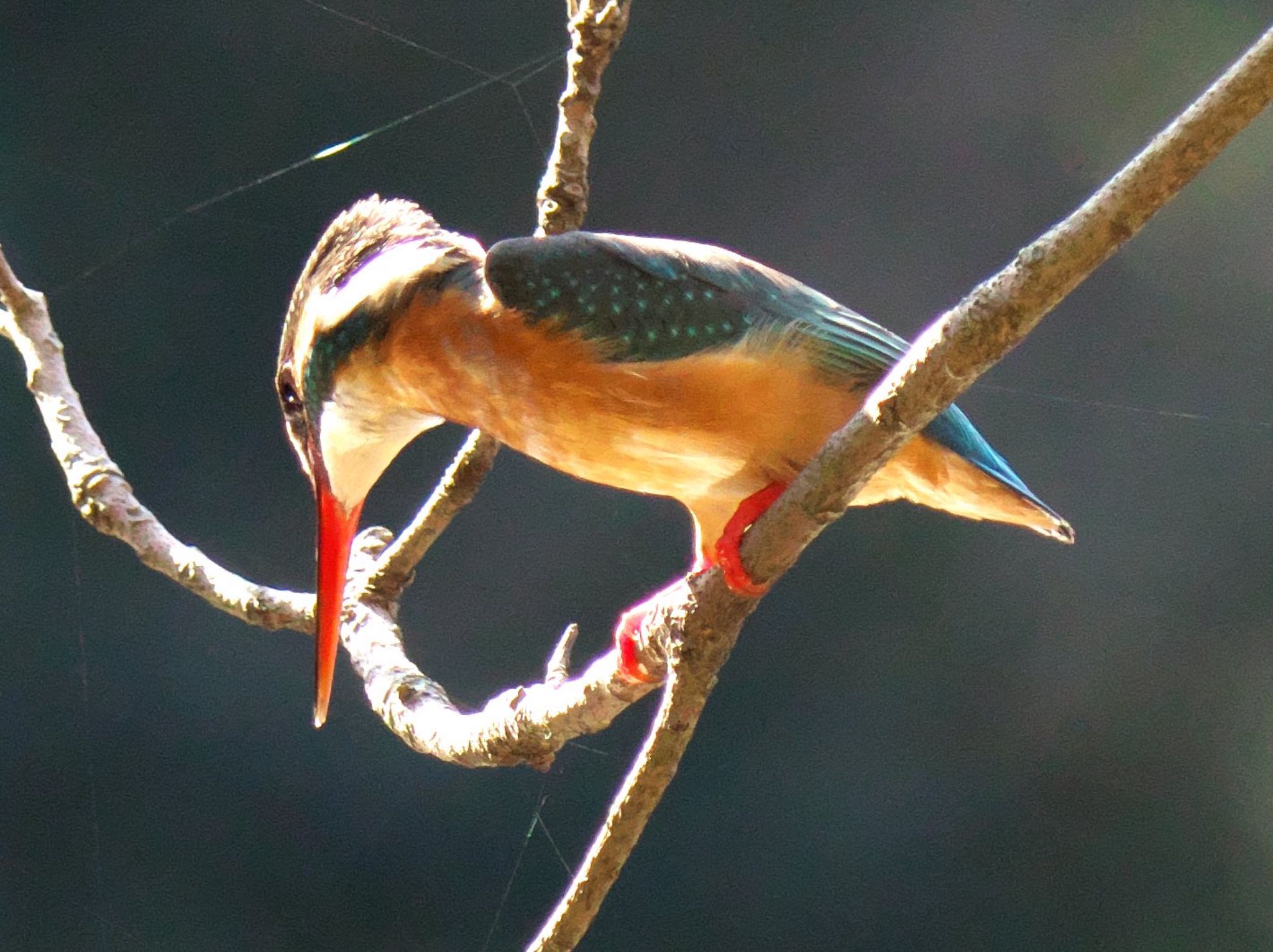 Common Kingfisher