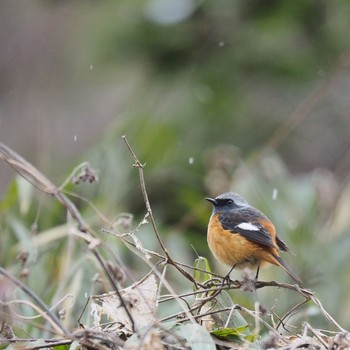 Daurian Redstart 御岳渓谷 Sat, 1/14/2017