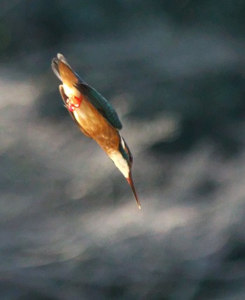 Common Kingfisher Meiji Jingu(Meiji Shrine) Sun, 2/21/2021