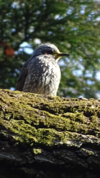 Brown-eared Bulbul 生田緑地 Mon, 2/22/2021