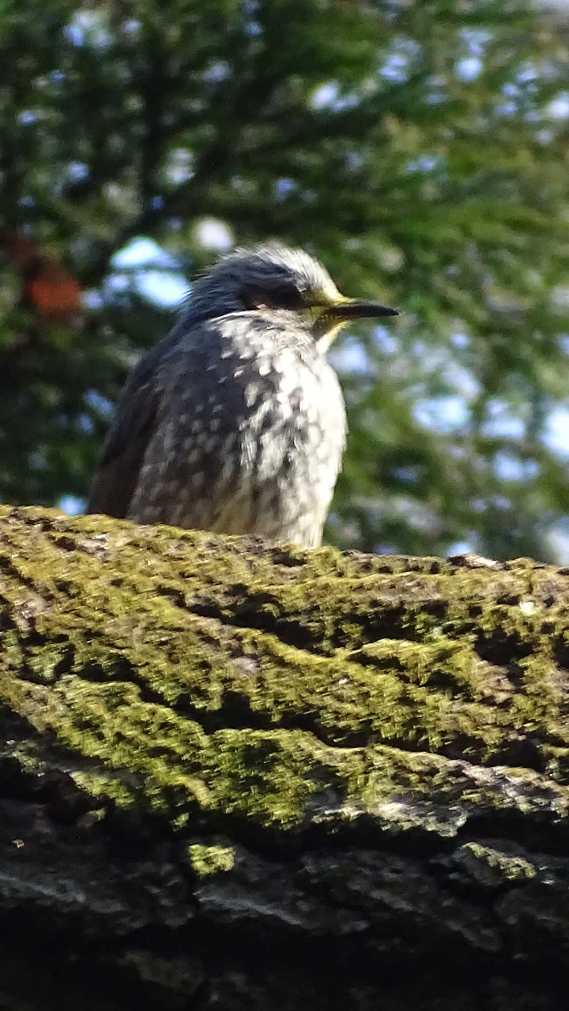 Brown-eared Bulbul