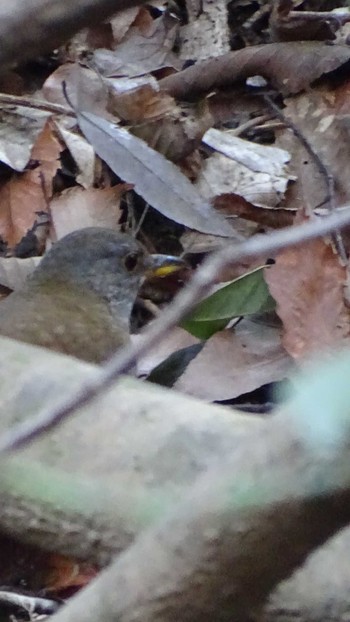 Pale Thrush 生田緑地 Mon, 2/22/2021