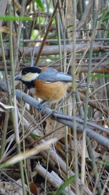 Varied Tit 生田緑地 Mon, 2/22/2021