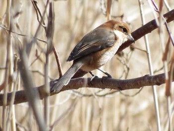 2021年2月22日(月) 水元公園の野鳥観察記録