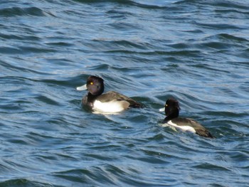 Tufted Duck 岡山市旭川 Fri, 1/13/2017