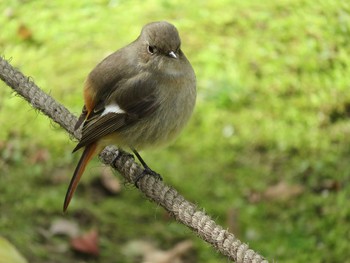 Daurian Redstart 岡山市後楽園 Fri, 1/13/2017