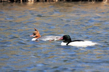 カワアイサ 鴨川 2021年2月22日(月)