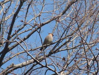 Mon, 2/22/2021 Birding report at Higashitakane Forest park