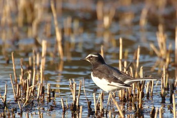 Japanese Wagtail 守谷市 Sat, 2/20/2021