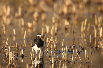 Japanese Wagtail 守谷市 Sat, 2/20/2021