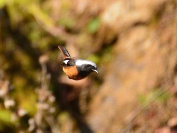 2021年2月21日(日) 早戸川林道の野鳥観察記録