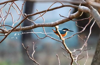 カワセミ 豊ヶ丘南公園 2021年1月16日(土)