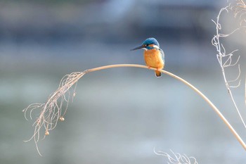 Common Kingfisher Hattori Ryokuchi Park Thu, 2/11/2021