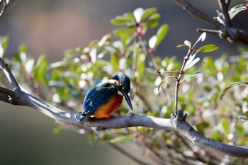 Sat, 1/7/2017 Birding report at Shinjuku Gyoen National Garden